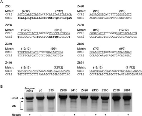 Off-target effects of ZFNs at the CCR2 locus. ( A ) ZFN recognition ...