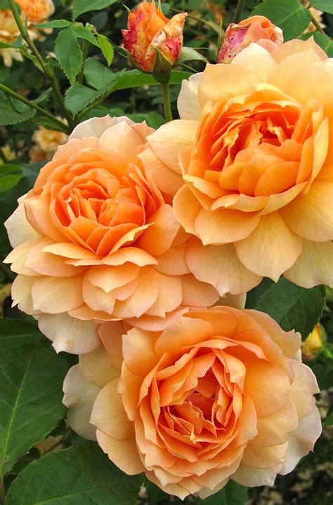 Gallery of orange English roses – Susan Rushton