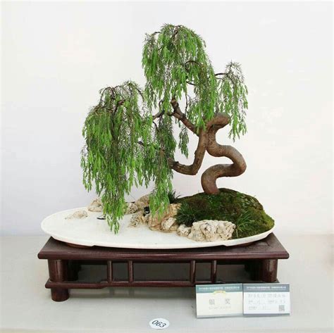 Weeping Willow Bonsai#bonsai #weeping #willow | Weeping bonsai, Bonsai forest, Bonsai art