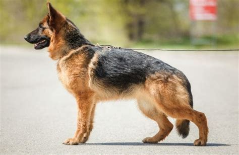 Hip Dysplasia in German Shepherds - Prevention and Treatment