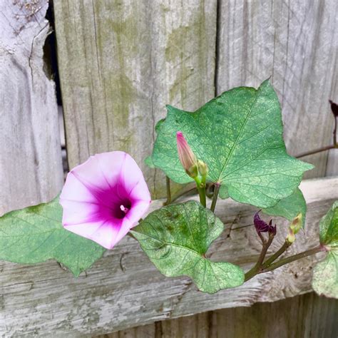 Grew this sweet potato vine from a grocery store potato, now it’s ...