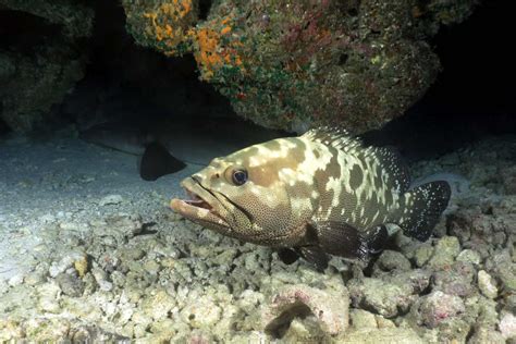 Manihi, diving off the beaten track in the Tuamotu Islands