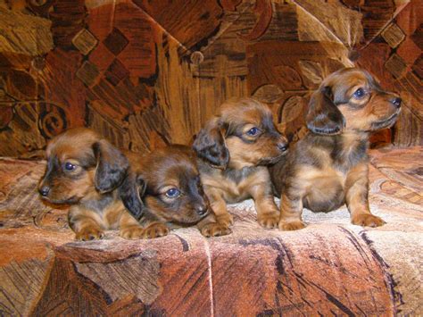 File:Dachshund-puppies.jpg
