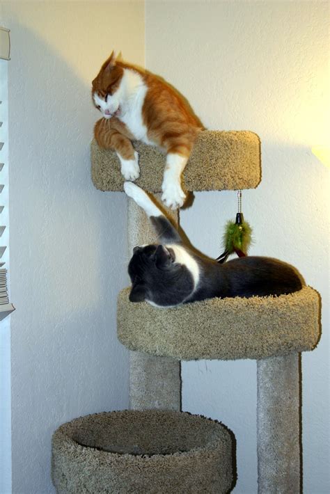 New Cat Tree | we got the cats a new tree and they seem to l… | Flickr