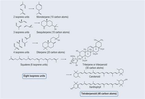 Terpenes | Clinical Gate