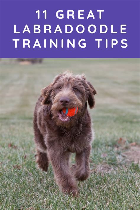 Labradoodle Training Tips - 12 Important Ground Rules