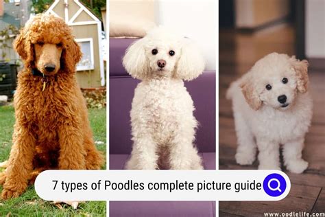 Types Of Poodles: All Kinds Of Fluffy Sizes, Shapes, And Colors! | atelier-yuwa.ciao.jp