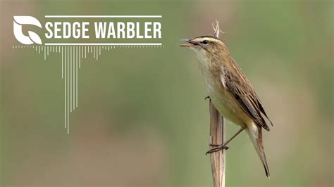 Sedge Warbler Song - YouTube