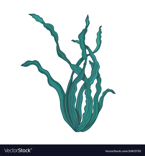 Seaweeds Royalty Free Vector Image - VectorStock