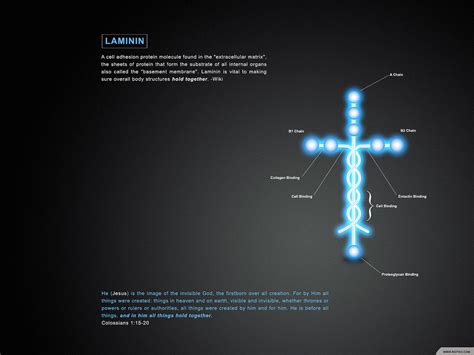 Faithful Daughters: Laminin