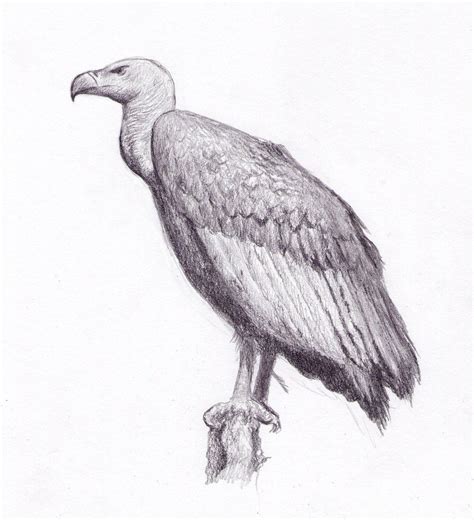 Vulture Amazing Drawing | Drawing Skill