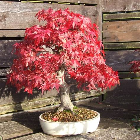 American Red Maple Tree Seeds 20 pcs - Pure Bonsai