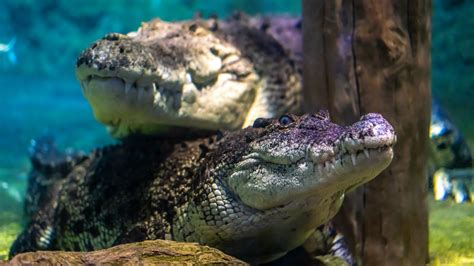 King Croc & Queen Croc Foto & Bild | asia, middle east, tiere Bilder ...