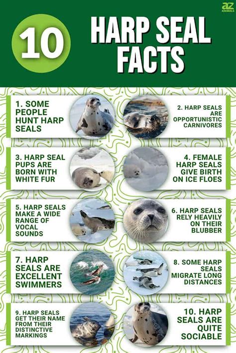 10 Incredible Harp Seal Facts - A-Z Animals