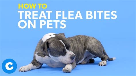 How Can I Soothe My Dogs Flea Bites