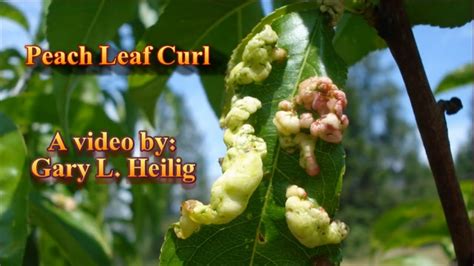 Peach Leaf Curl - YouTube