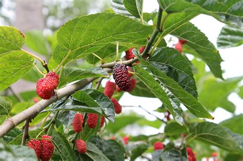 5 Fastest Growing Fruit Trees for the Tropics | Homesteadinʻ Hawaiʻi