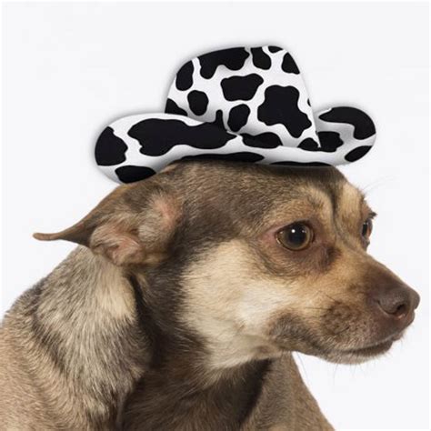 Cowboy Hat Dog Costume - Cow Print | BaxterBoo