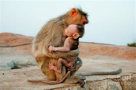 A Monkey Holding Her Newborn Baby by Linka A Odom