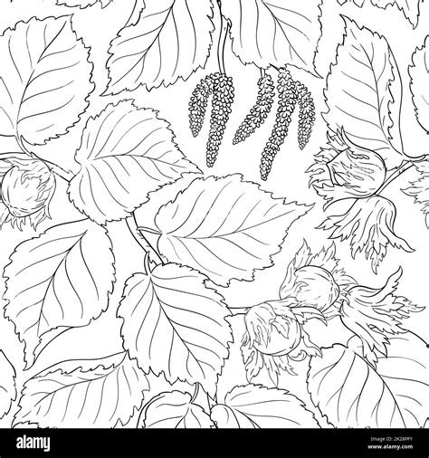 Hazelnut branches Black and White Stock Photos & Images - Alamy