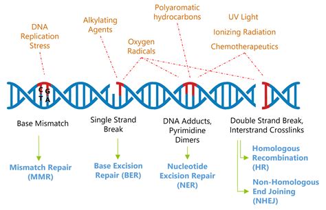 DNA Replication & Repair Screening & Profiling