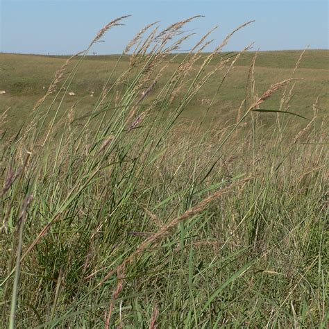 Bounty Big Bluestem Grass Seed for Sale | Andropogon Gerardii