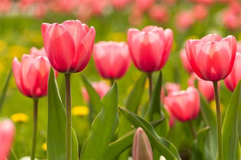 If you want tulips to return, here are some tips - Chicago Tribune