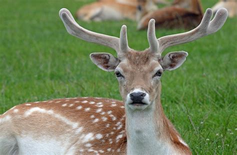 Deer (Overview) - Antler Development Summary | Wildlife Online