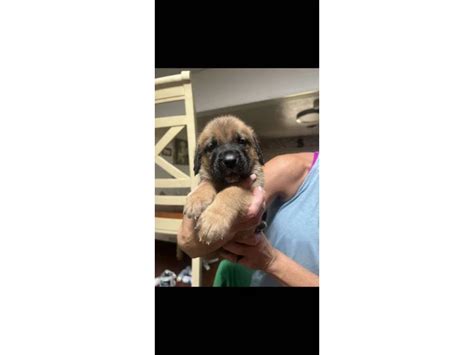 St. Bernard and English Mastiff mix puppies in Fort Worth - Puppies for Sale Near Me