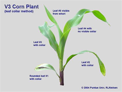 Determining Corn Leaf Stages (Purdue University)