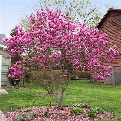 Jane Magnolia Trees for Sale | BrighterBlooms.com