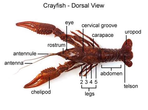 Crayfish Dissection