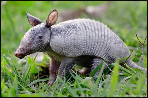 Baby Nine-banded Armadillo (Dasypus novemcinctus), Costa R… | Flickr