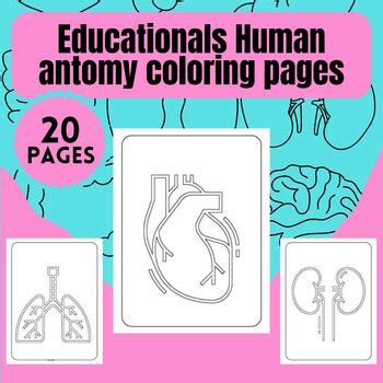 20 Simple Educational Human Anatomy coloring pages by Teachers Paraiso