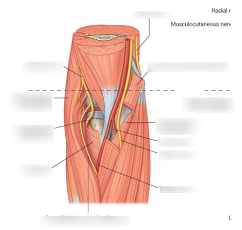 Cubital Fossa Diagram