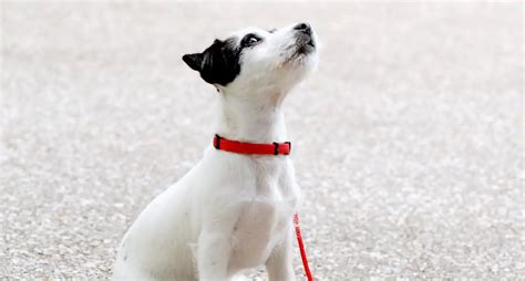 Tricks, Treats, and Training for Your JRT – Best JRT Lovers