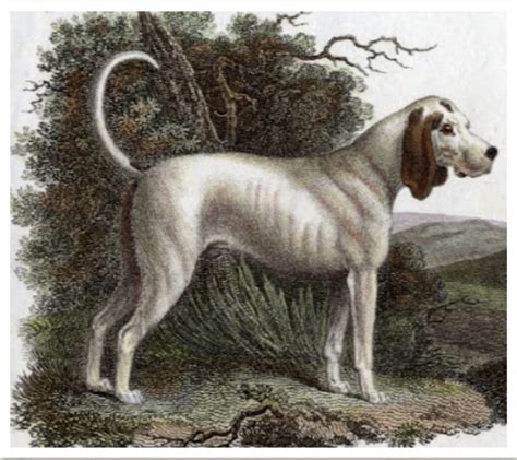 5 Extinct Dog Breeds That Deserve to Be Remembered