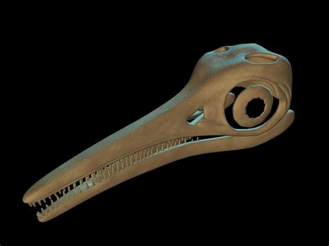 3D model ichthyosaurus skull - TurboSquid 1229533