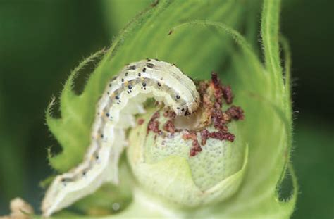 Cotton bollworm / Helicoverpa armigera - BioChemTech IPM