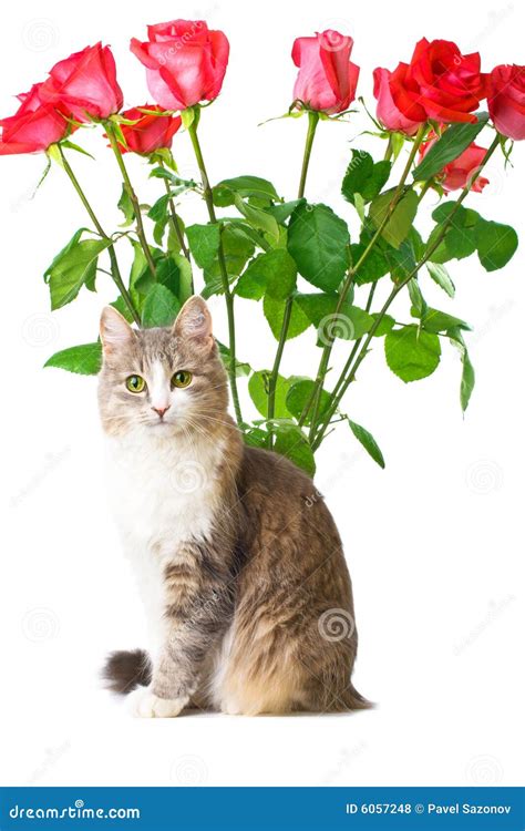 Cat and roses stock photo. Image of looking, kitten, mammal - 6057248