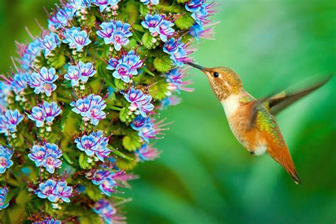 Hummingbird Wallpaper