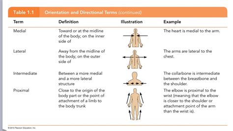 Anatomical Directional Terms With Examples