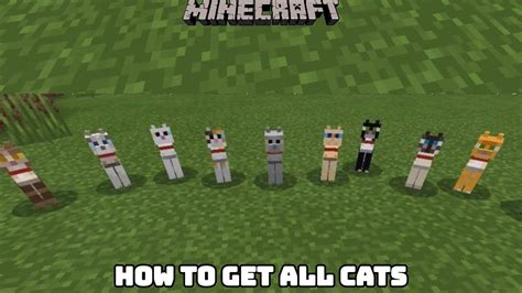 How To Get All Cats In Minecraft