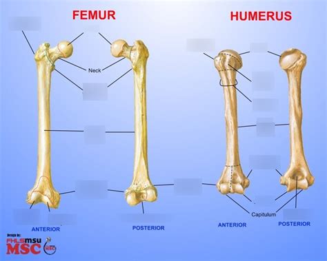 Anatomy - Femur/Humerus Bone Diagram | Quizlet