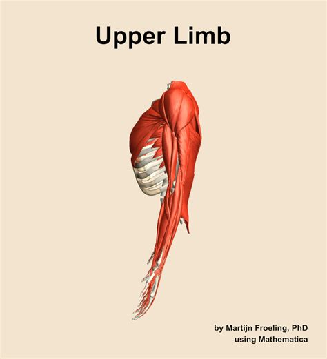 Muscles of the Upper Limb