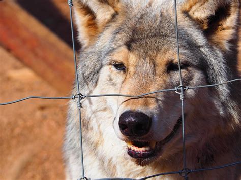 Colorado Wolf and Wildlife Center - 84 Photos & 63 Reviews - Animal ...