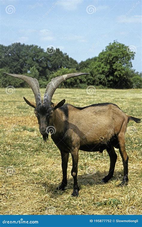 Alpine Chamoisee Goat, a French Breed, Billy Goat Stock Photo - Image of french, ruminant: 195877752