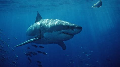 Afrique du Sud : plongée avec les requins blancs de la baie de Van Dycks