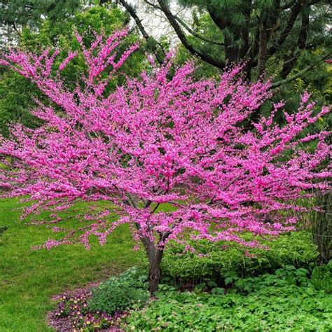 Redbud Seeds - Etsy