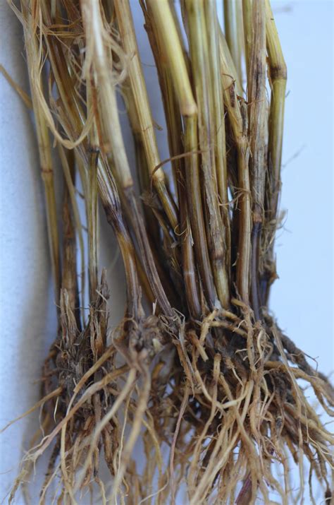 Wheat Disease Update | CropWatch | University of Nebraska–Lincoln